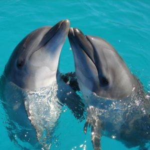 dolphin interaction — photo by Ranae Smith on Unsplash
