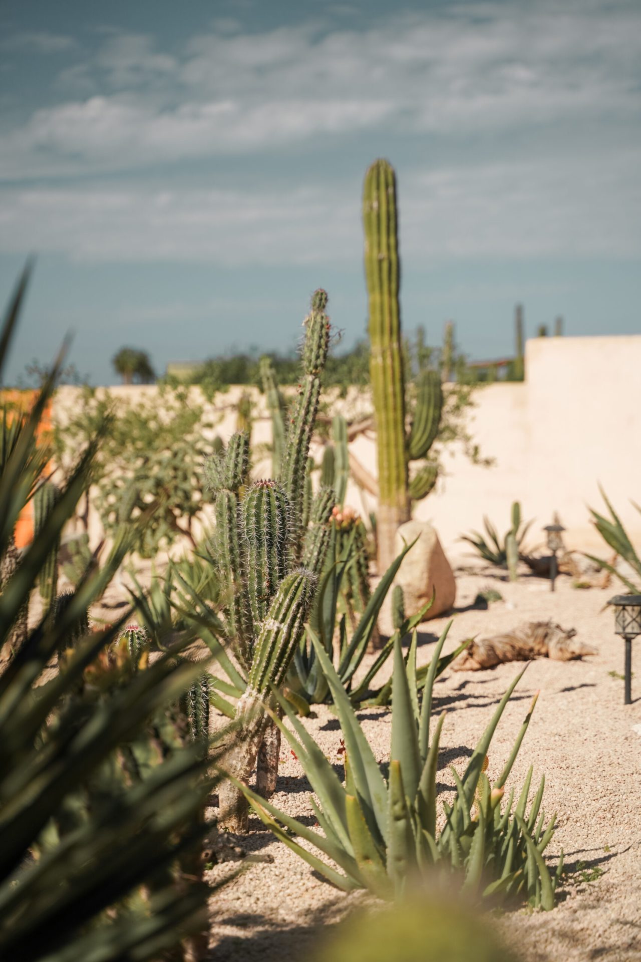 Baja Temple gallery 13