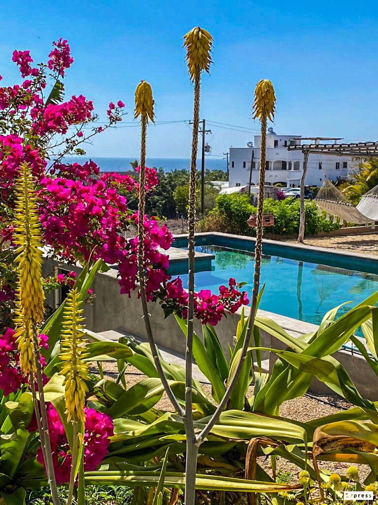 La Optimista in Todos Santos, BCS gallery 10