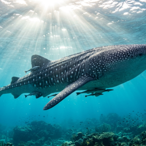 Semi-Private Whale Shark Quest
