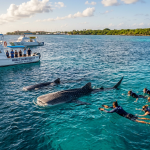 Semi-Private Whale Shark Quest — from Isla Mujeres