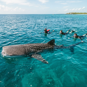 Semi-Private Whale Shark Quest — Meet at the Marina