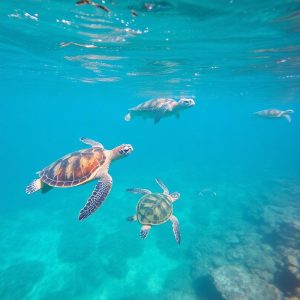 Aquatic Turtle Dream