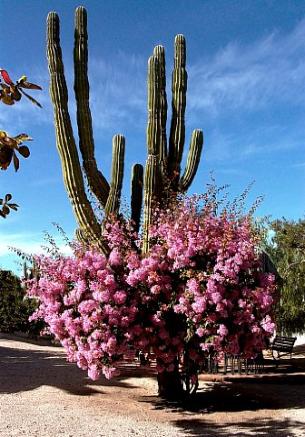 Hacienda Del Sol gallery 12