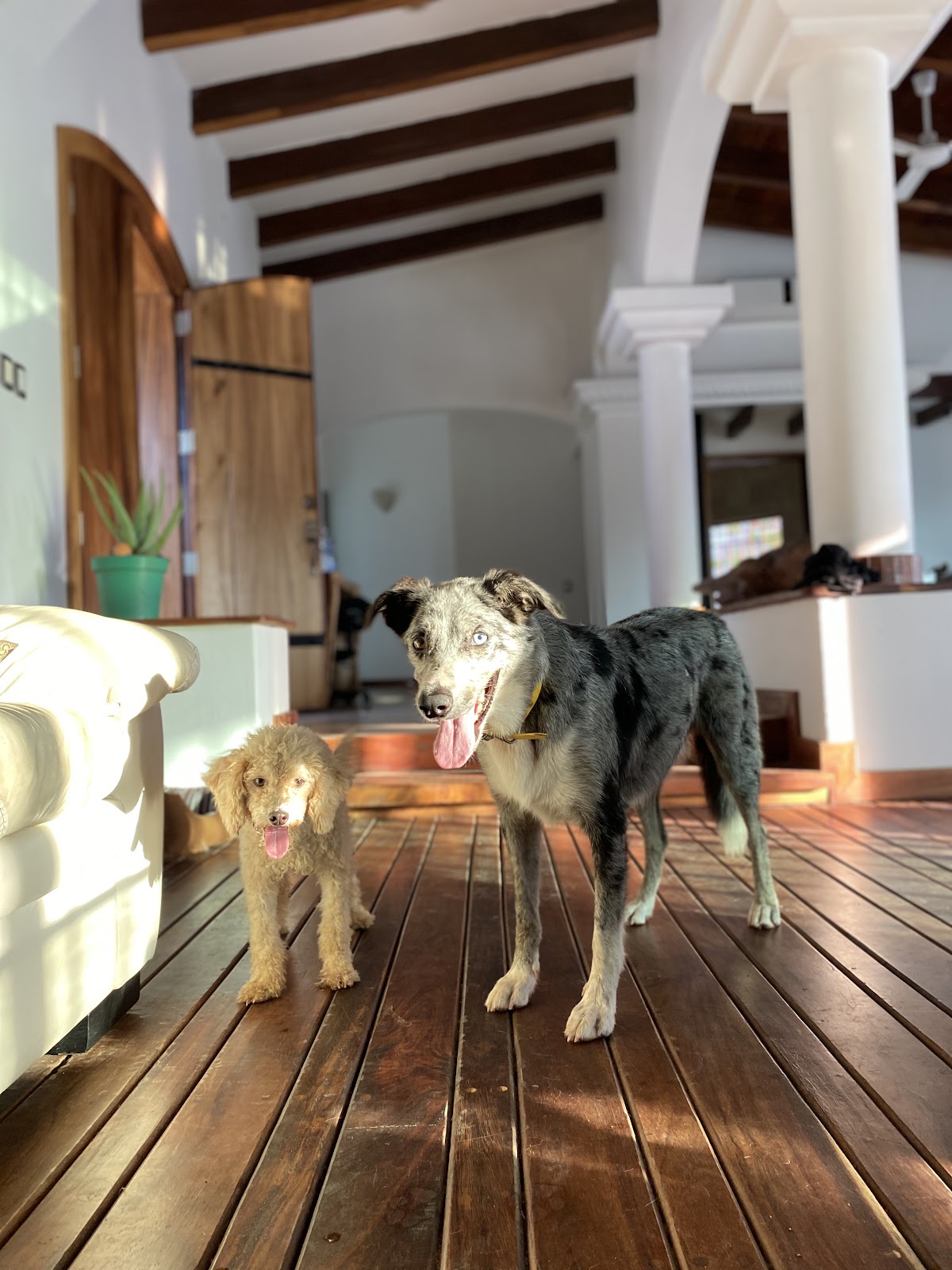 Casa Perro Azul gallery 9
