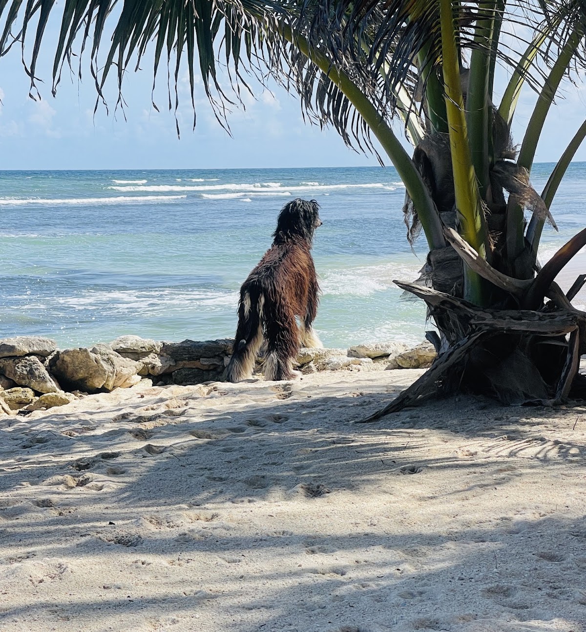 Castaway Palms Beachfront House gallery 8
