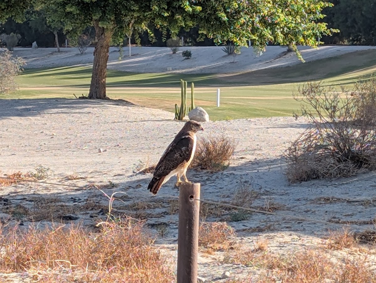 Cimarron Golf Resort gallery 2
