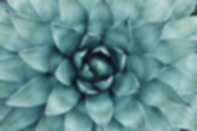 Agave Azul gallery 4