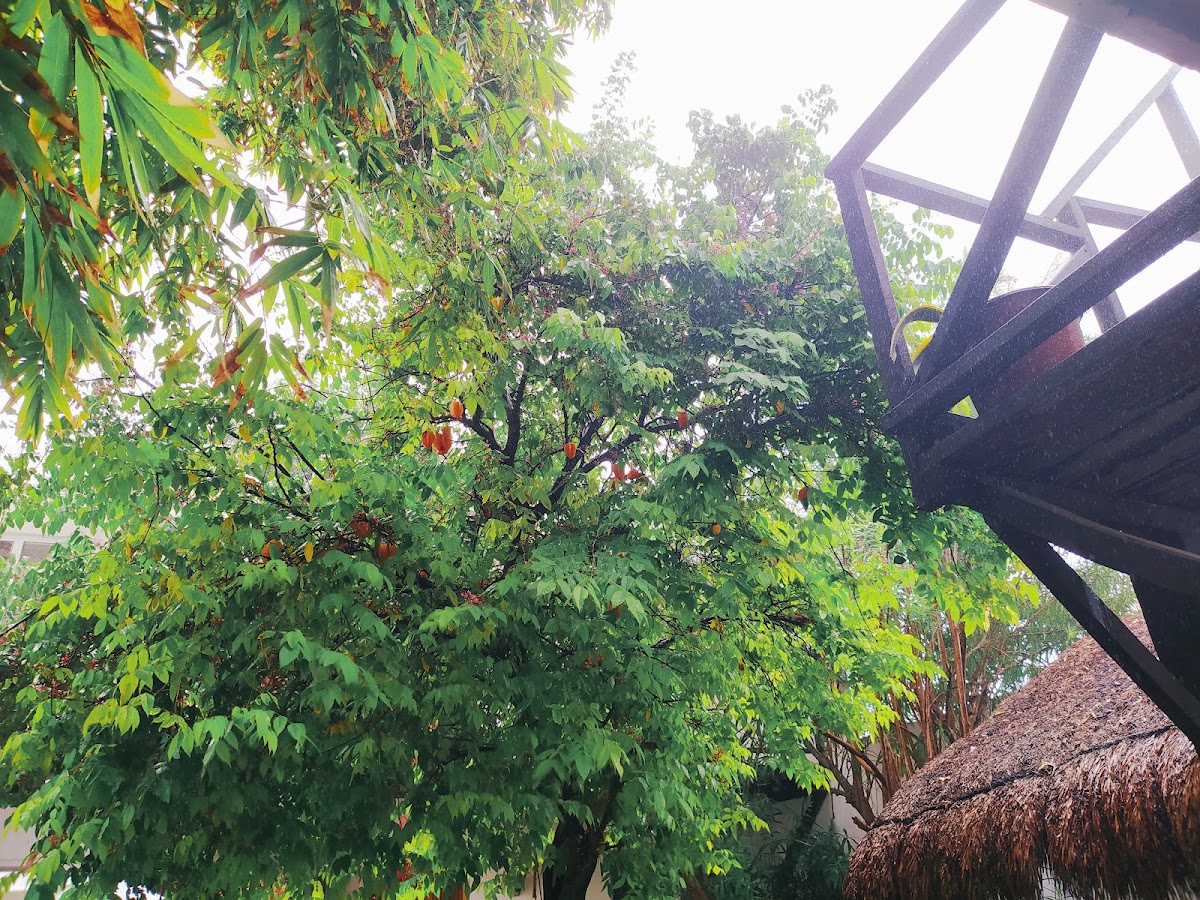 Hotel Jardín Mahahual gallery 8