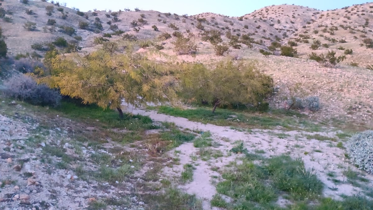 Joshua Springs Mobile Home Park gallery 8