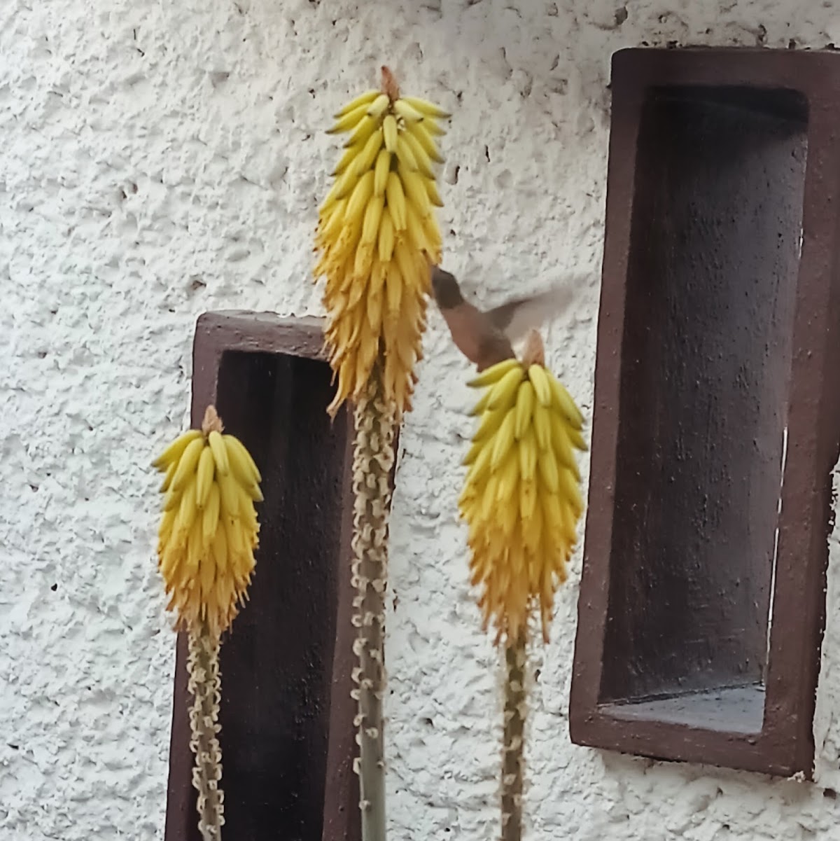 La Casa de los Colibríes gallery 3
