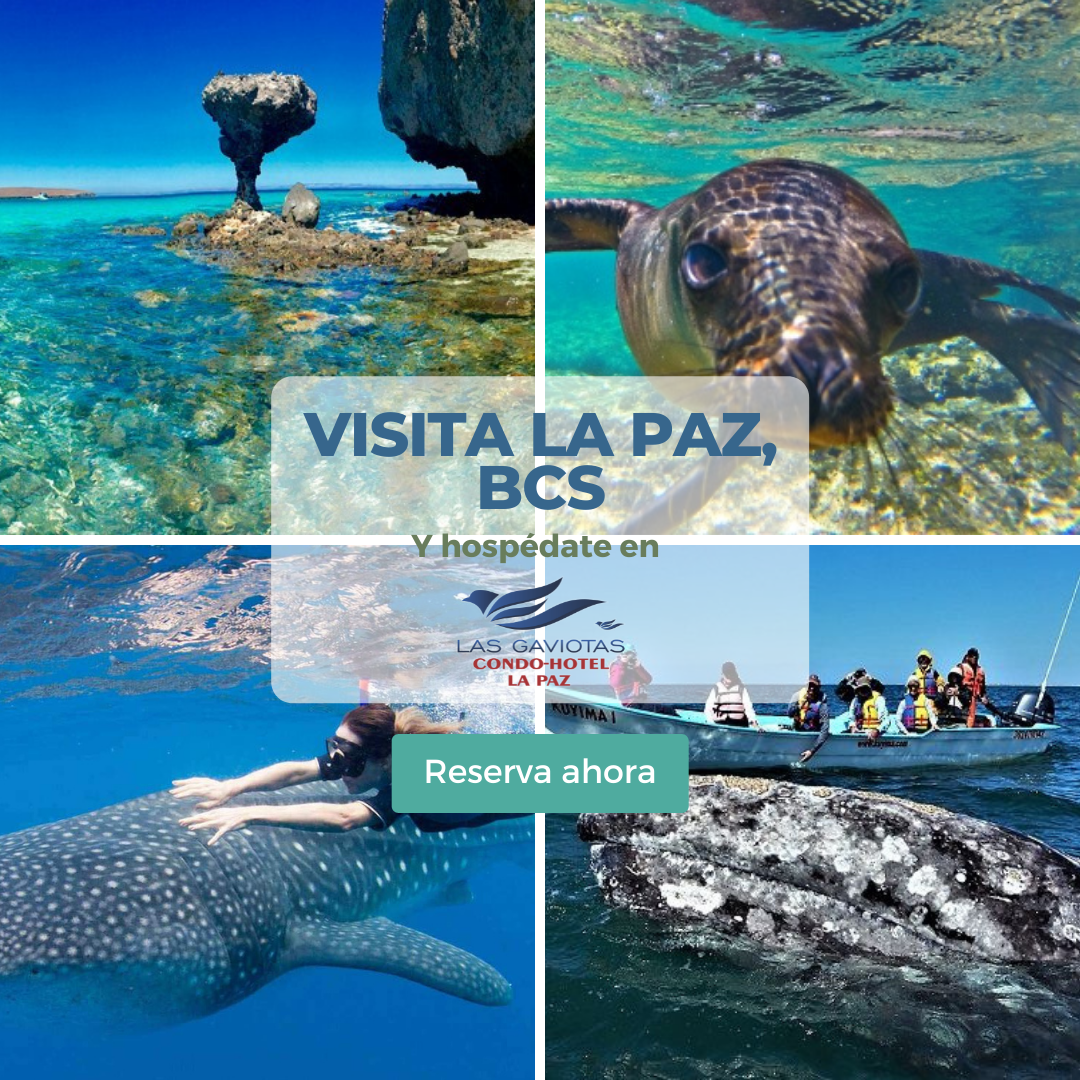 Las Gaviotas Resort gallery 8
