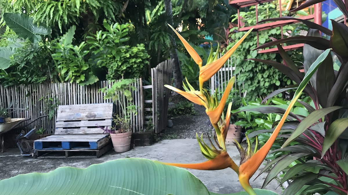 Malinalli's Eco Hotel gallery 9