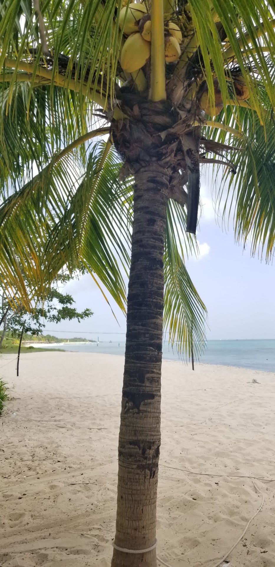 Mr Sanchos Beach Club gallery 7