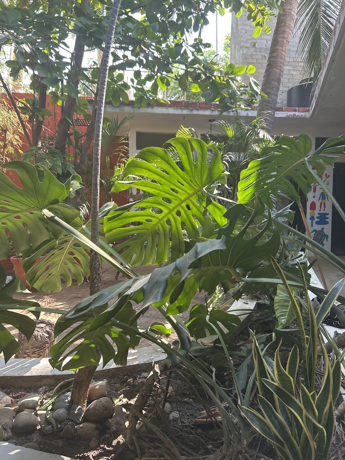 Osa Mariposa gallery 7