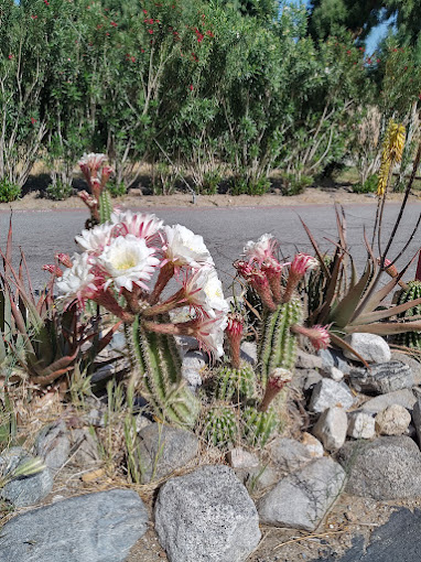 Palm Springs Mobile Home and RV Community gallery 8