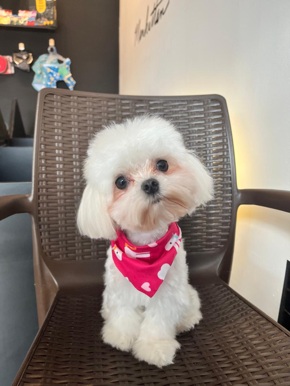 Pet Room Home gallery 4
