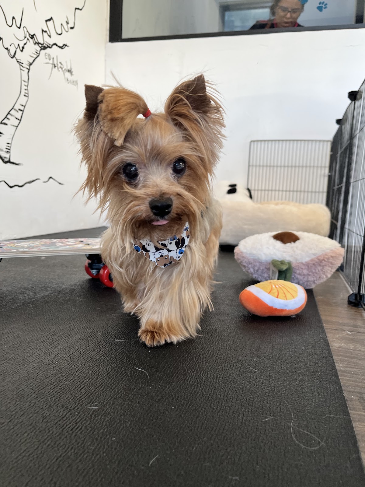 Pet Room Home gallery 5