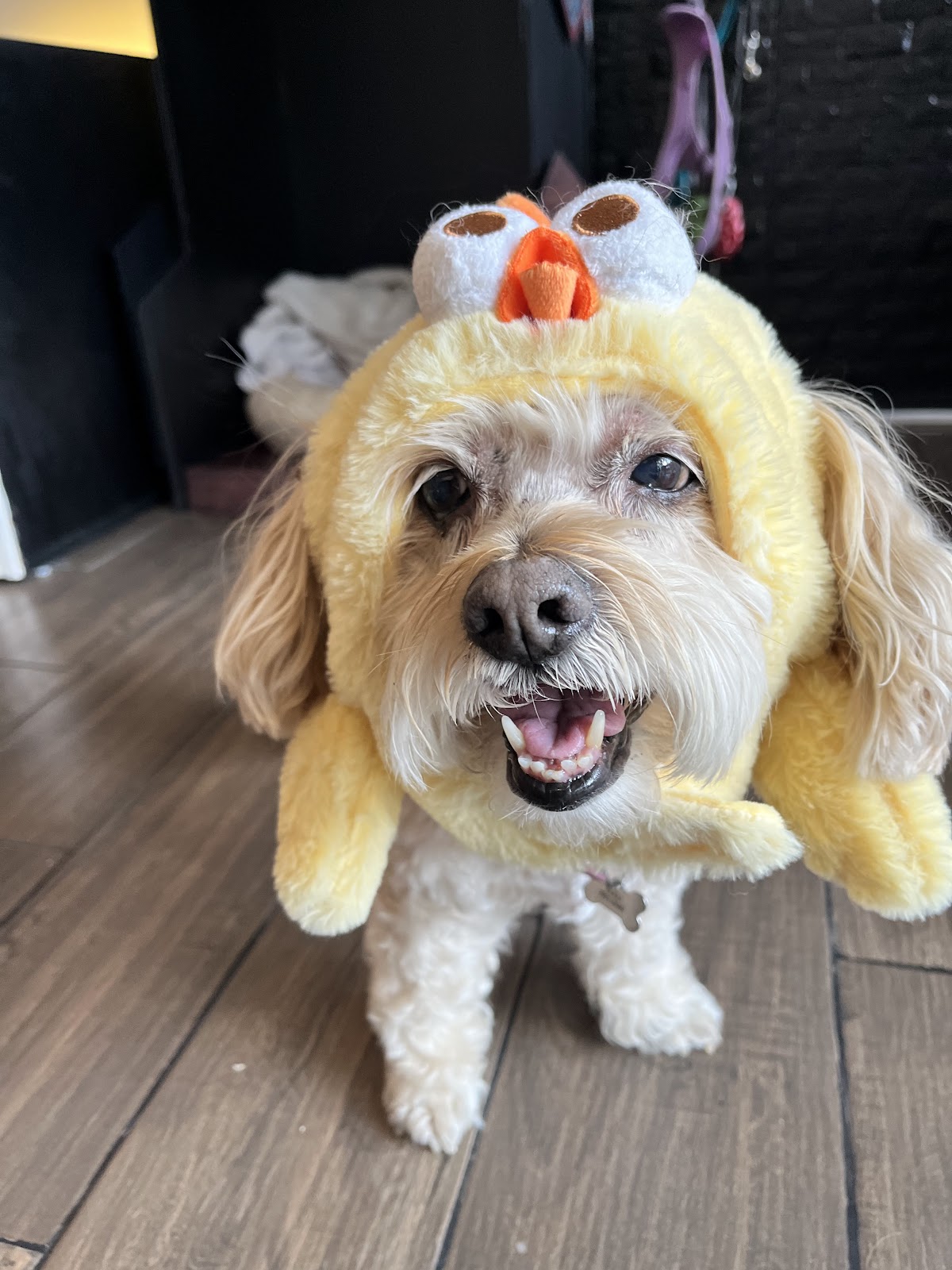 Pet Room Home gallery 7