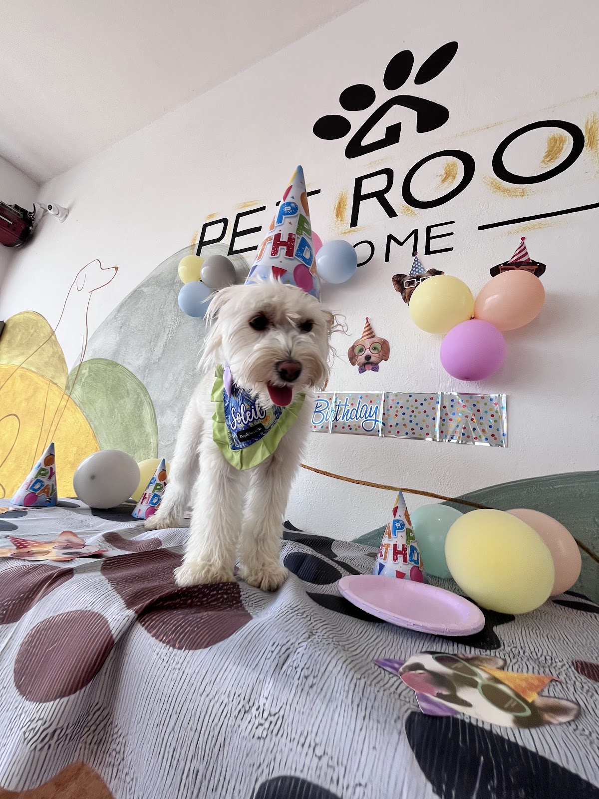 Pet Room Home gallery 9