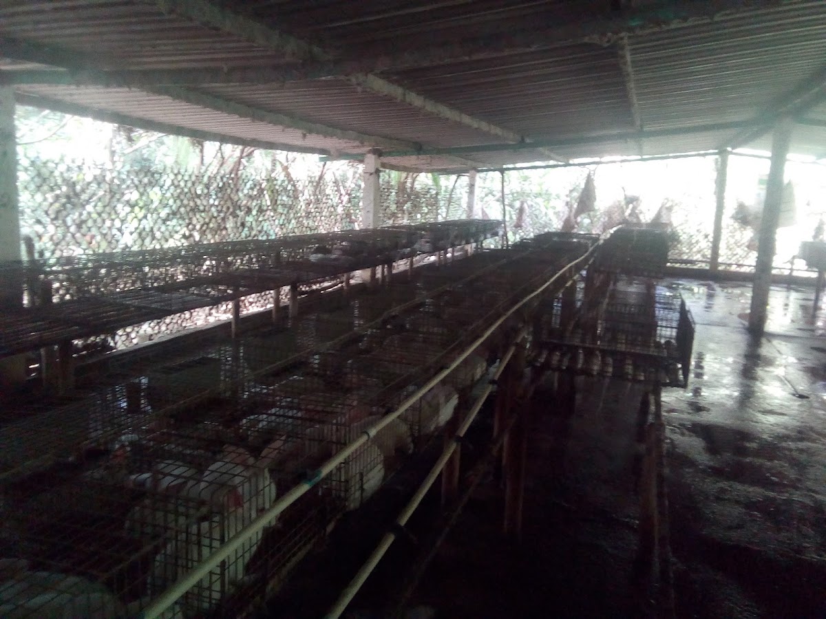 Rancho Bonito, Hospedaje de campo, Granja de Conejos gallery 2