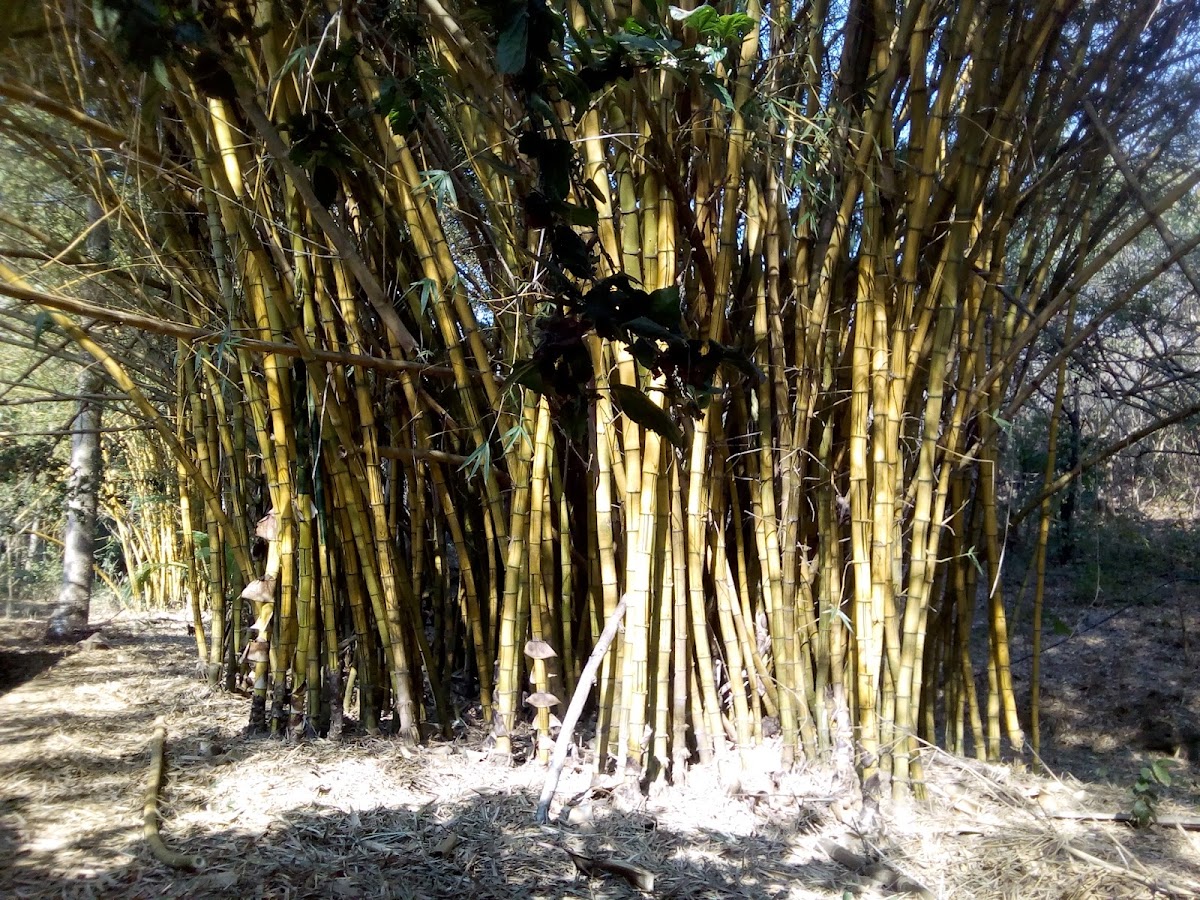 Rancho Bonito, Hospedaje de campo, Granja de Conejos gallery 7