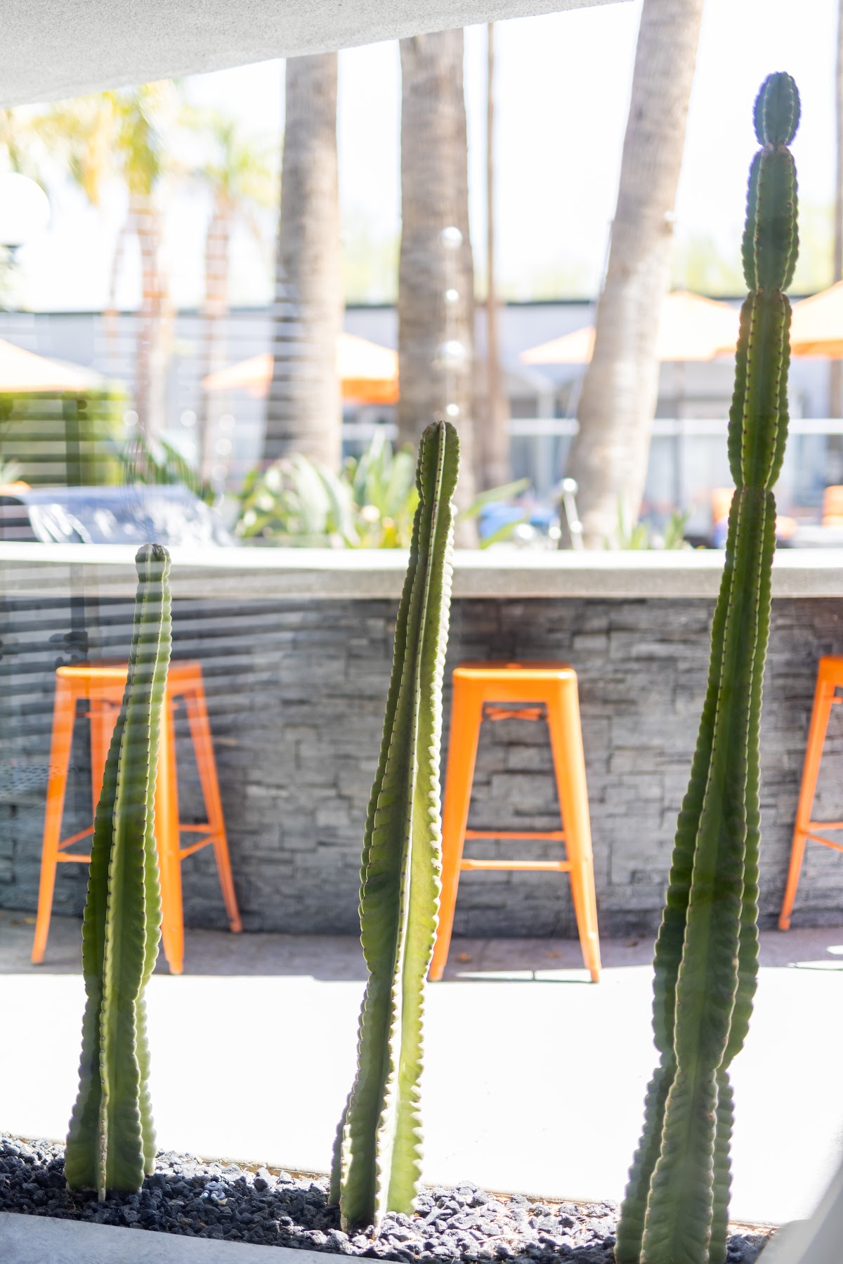 The Palm Springs Hotel gallery 10