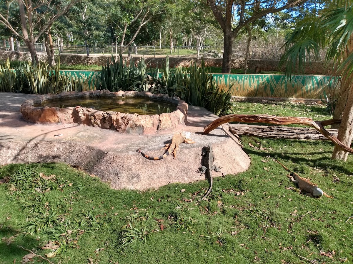 Zoologico Valladolid gallery 2