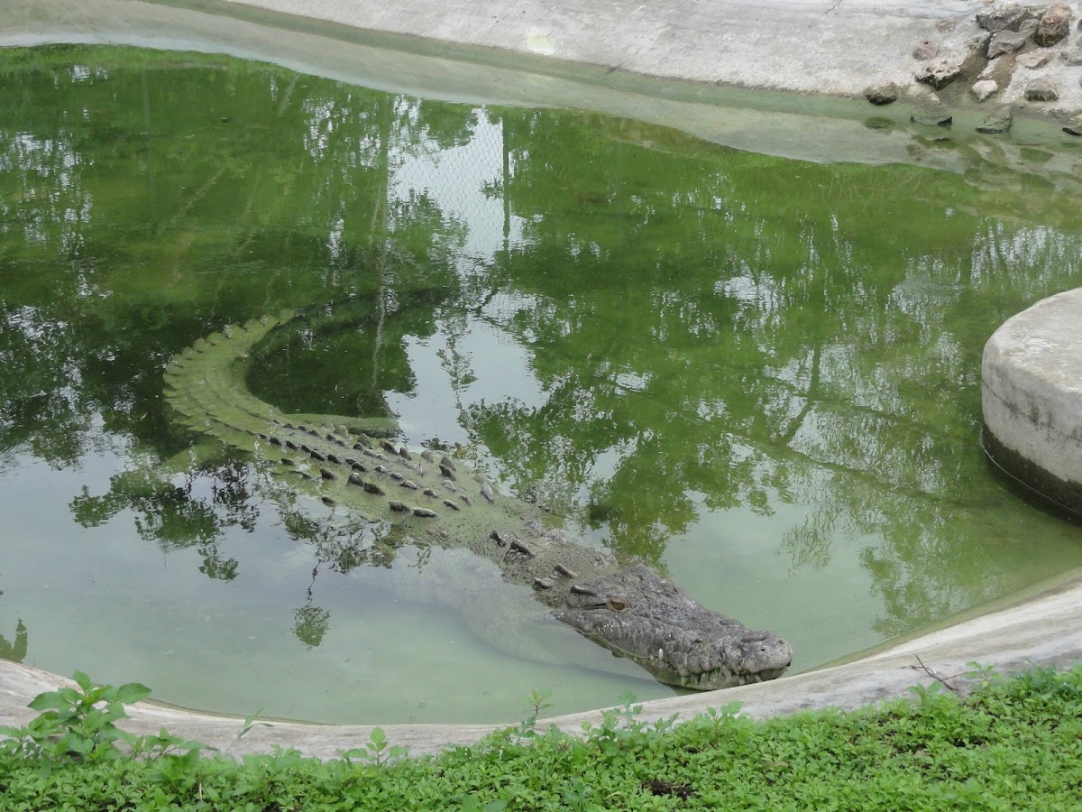Zoologico Valladolid gallery 8