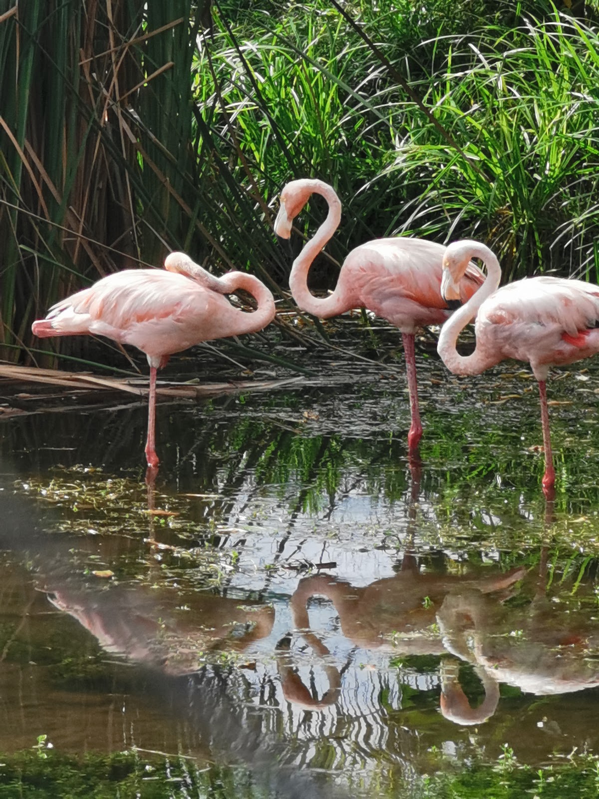 Zoologico Valladolid gallery 9